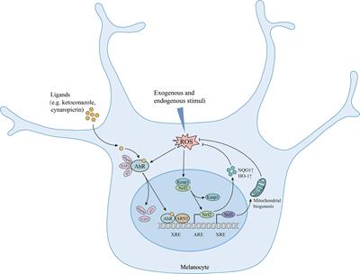 The role of aryl hydrocarbon receptor in vitiligo: a review